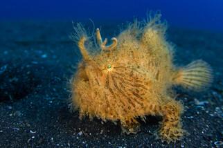 Lembeh Resort Unterwasserimpressionen