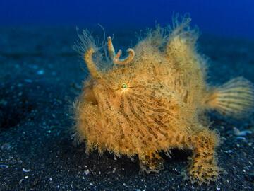 Lembeh Resort Unterwasserimpressionen