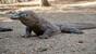 Indonesien - Emperor, Komodo Waran