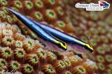 Curacao - Curacao - Divers - Unterwasserwelt