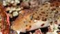 Nabucco Spice Island, UW Bild (11)