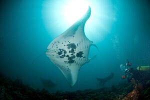 Fun Dive Asia at Ticao Island Resort