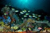 Indonesien Raja Laut Unterwasserwelt