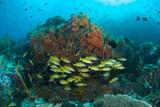 Indonesien - Nordsulawesi - Murex Bangka - Korallengarten