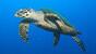 Philippinen - Siquijor - Sea Explorers - Schildkröte