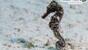 Curacao - Curacao - Divers - Seepferdchen
