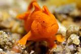 Romblon - Ducks Divecenter - Frogfish