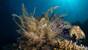 Indonesien - Komodo - Wet Frog Divers - Riff