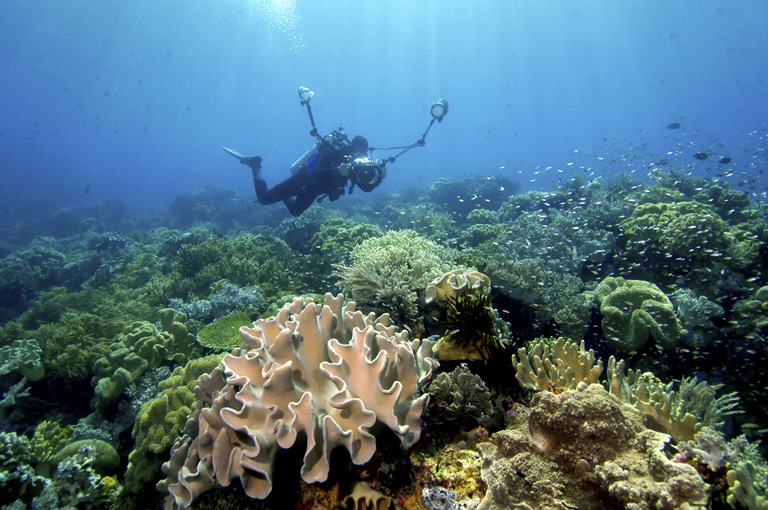 Wakatobi Divecenter